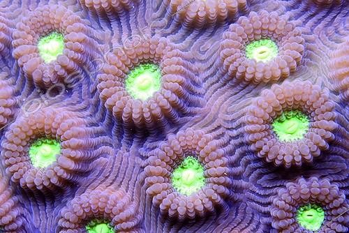 Biosphoto | 1159781 | Detail of a brain coral Mayotte | &copy; Mathieu Foulquié / Biosphoto