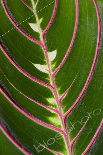 Biosphoto | 544774 | Detail of Prayer plant 'Erythroneura' leaf | &copy; Frédéric Didillon / Biosphoto