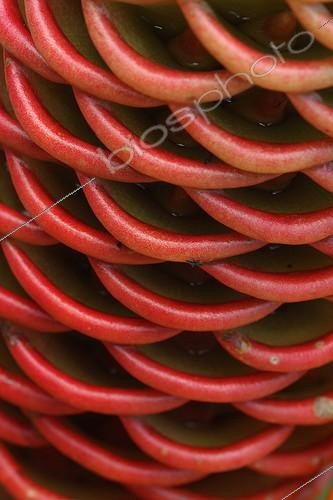 Biosphoto | 1900277 | Detail of red ginger inflorescence | &copy; André Pascal / Biosphoto