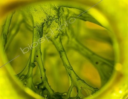 Biosphoto | 1900394 | Detail of the interior of a Sea Squirt Indonesia  | &copy; Fabien Michenet / Biosphoto
