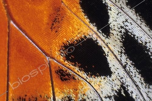 Biosphoto | 163920 | Detail of the wing of a Butterfly Agrias Ecuador | &copy; Gilles Martin / Biosphoto