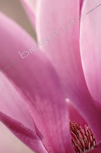 Biosphoto | 152173 | Detail of Tulip tree's flower Nice France | &copy; Olivier Digoit / Biosphoto