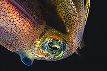 Biosphoto | 2619327 | Details of a Bigfin reef squid (Sepioteuthis lessoniana) during a night dive in Mayotte. | &copy; Gabriel Barathieu / Biosphoto