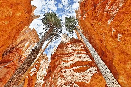Biosphoto | 2618368 | Deux arbres poussant entre les rochers, Randonnée Navajo Loop Trail : descente spectaculaire au fond du canyon, Sunset Point, Bryce Canyon, Utah, USA. | &copy; Christophe  Lehénaff / Biosphoto