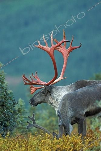 Biosphoto | 29168 | Deux Caribous  avec leurs andouillers  Alaska USA ; Caribous et andouillers sanguinolents venant de perdre leur 'velours' | &copy; Alain Mafart-Renodier / Biosphoto