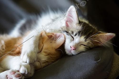 Biosphoto | 2447156 | Deux chatons endormis sur une chaise au soleil, Haut Rhin, France | &copy; Bruno Mathieu / Biosphoto