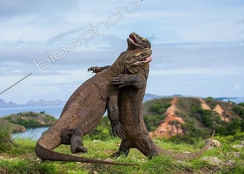 Biosphoto | 2050733 | Deux dragons du Komodo se battant, image très rare, Indonésie | &copy; Andrey Gudkov / Biosphoto