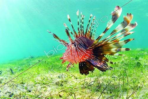 Biosphoto | 1159750 | Devil firefish swimming near a seagrass Mayotte | &copy; Mathieu Foulquié / Biosphoto