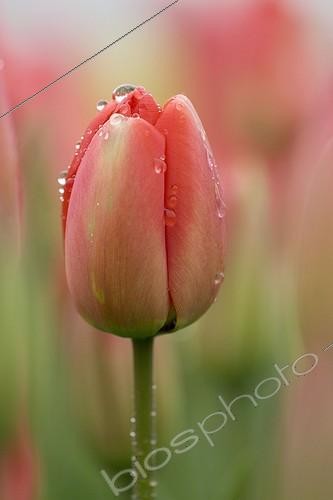 Biosphoto | 329088 | Dew drops on aTulip Netherlands | &copy; Kerstin Hinze / Biosphoto