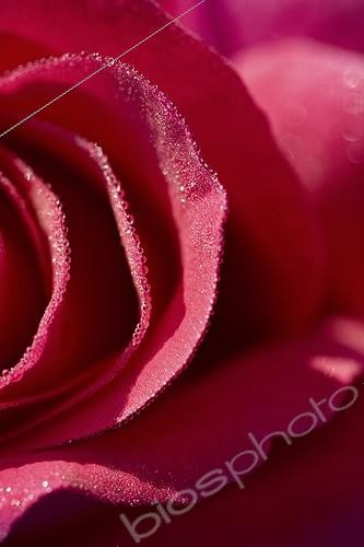 Biosphoto | 603132 | Dew on rose petals in a garden of Provence France | &copy; Philippe Giraud / Biosphoto