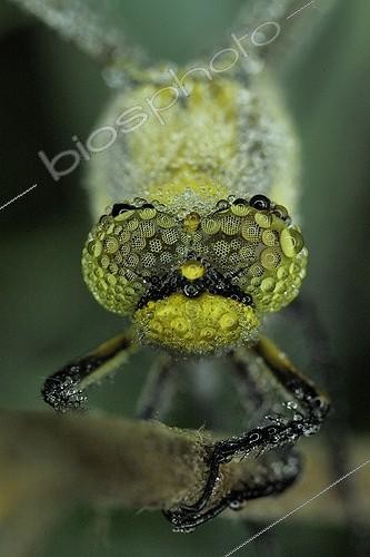 Biosphoto | 1362846 | Dewy Club-tailed Dragonfly Prairies du Fouzon France  | &copy; Bruno Guénard / Biosphoto