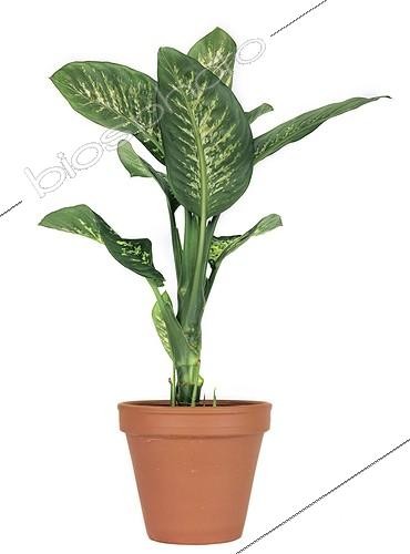 Biosphoto | 71416 | Dieffenbachia out of pot | &copy; Claudius Thiriet / Biosphoto