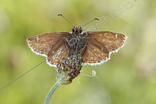 Biosphoto | 1921331 | Dingy Skipper on Plantago - Serra do Cando Spain | &copy; Siro Moya / Biosphoto