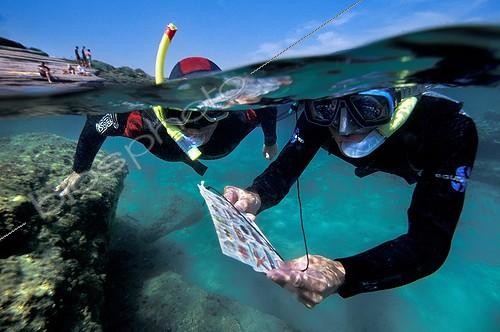Biosphoto | 507919 | Discovery of the seabed in the Gulf of Lion France | &copy; Mathieu Foulquié / Biosphoto