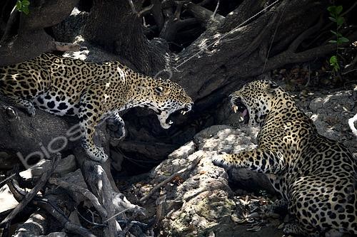Biosphoto | 2602996 | Dispute between a female and male jaguar (Panthera onca) during mating season in the Pantanal, Brazil | &copy; Clément Fontaine / Biosphoto