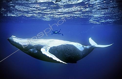 Biosphoto | 946 | Diver above a humpback whale off the coast of Rurutu ; We had been diving for more than two hours with this whale which had only one idea, playing with us. Eric Leborgne went above her, offered, and I took this picture. Yves Lefèvre [AT] | &copy; Yves Lefèvre / Biosphoto