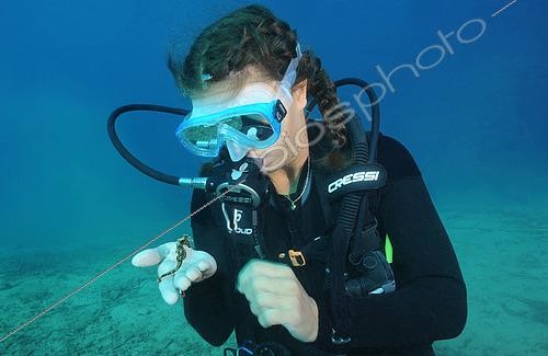 Biosphoto | 2547362 | Diver and a seahorse, Lion de Mer dive site, Saint-Raphaël, Var, France | &copy; Jean Cassou / Biosphoto