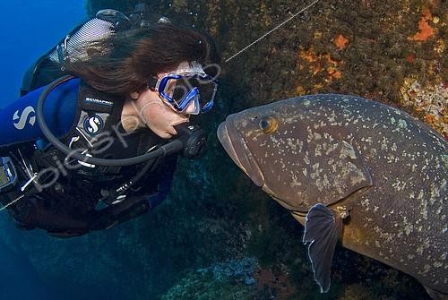 Biosphoto | 2148774 | Diver and 'Bebert' the Dusly grouper (Epinephelus marginatus), Scandola, Corsica, Mediterranean Sea | &copy; Jean-Michel Mille / Biosphoto