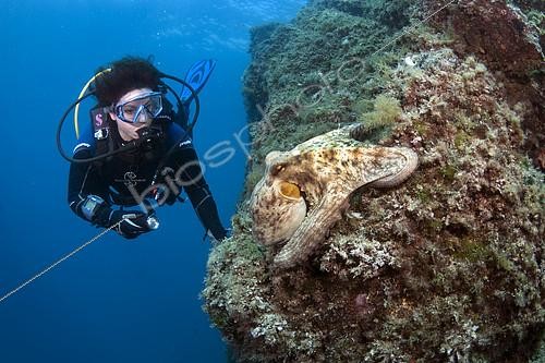 Biosphoto | 2148839 | Diver and Common Octopus (Octopus vulgaris) on the reef, Scandola, Corsica, Mediterranean Sea | &copy; Jean-Michel Mille / Biosphoto