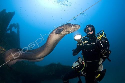Biosphoto | 2148786 | Diver and Conger Eel (Conger conger), Interaction, Wreck of Auntie, Barge at Congers, Port-Cros, France, Mediterranean Sea | &copy; Jean-Michel Mille / Biosphoto