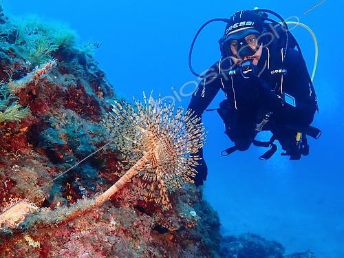 Biosphoto | 2563826 | Diver and Spirograph, Lion de mer diving site, Saint-Raphaël, Var, France | &copy; Jean Cassou / Biosphoto