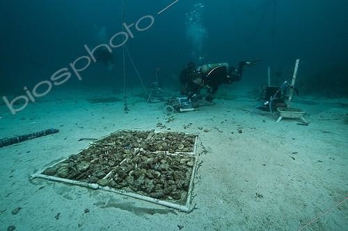 Biosphoto | 1934247 | Divers field work - Aquarius Reef Base Florida ; field work, experiments and scientific setups of the AUG 2011 Research Mission: Ocean Acidification: Controls on Reef pH; Principal Investigator: Dr. Chris Martens, UNC Chapel Hill<br>Co-Principal Investigator: Dr.Niels Lindquist, UNC Chapel Hill | &copy; Christoph Gerigk / Biosphoto