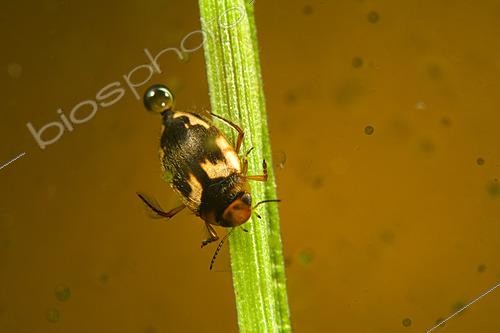 Biosphoto | 2621907 | Diving beetle (Hydroporus sp) on an aquatic plant in a pond, municipality of Couffy, Loir-et-Cher, France. | &copy; Bruno Guénard / Biosphoto