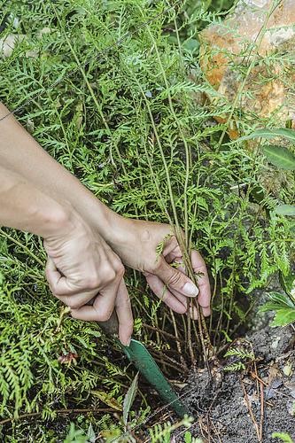 Biosphoto | 2452417 | Division of a Lady fern (Athyrium filix-femina) 'Victoriae', in autumn. | &copy; Jean-Michel Groult / Biosphoto