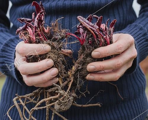 Biosphoto | 2046407 | Division of garden sorrel in a kitchen garden | &copy; Jean-Michel Groult / Biosphoto