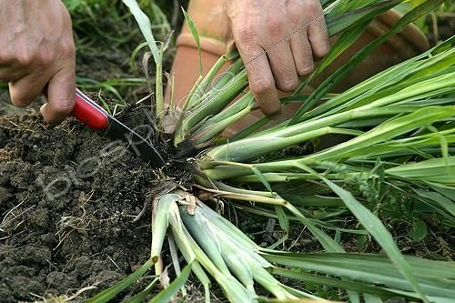 Biosphoto | 78396 | Division of lemon grass pulled off before winter | &copy; Hervé Lenain / Biosphoto