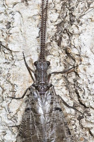 Biosphoto | 2433952 | Dobson Fly (Corydalus sp) female, indians campground, Monterey County, California | &copy; Stuart Wilson / Biosphoto