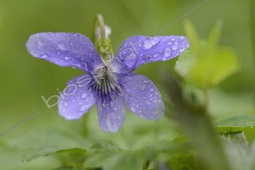 Biosphoto | 1645289 | Dog Violet in spring in the Vosges France   | &copy; Fabrice Cahez / Biosphoto