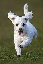Biosphoto | 2593608 | Domestic dog, Maltese running over a meadow, Vorarlberg, Austria, Europe | &copy; Reinhard Hölzl / imageBROKER / Biosphoto