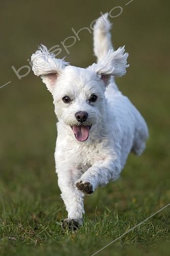 Biosphoto | 2593608 | Domestic dog, Maltese running over a meadow, Vorarlberg, Austria, Europe | &copy; Reinhard Hölzl / imageBROKER / Biosphoto