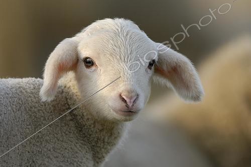 Biosphoto | 2464456 | Domestic sheep (Ovis aries), lamb on pasture, Germany, Europe | &copy; P. Mette / imageBROKER / Biosphoto