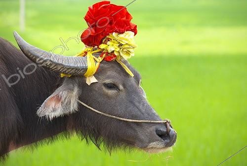 Biosphoto | 1993497 | Domestic yak decorated - Region Ninh Binh Vietnam  | &copy; Laurent Lhoté / Biosphoto