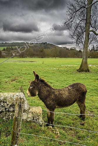 Biosphoto | 2172850 | Donkey in a meadow in winter, Côte-d'Or, France | &copy; Gilles Ménanteau / Biosphoto