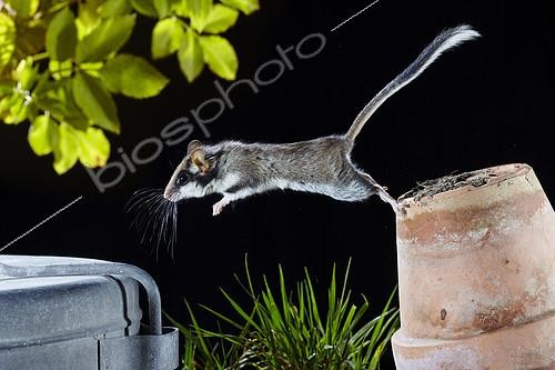 Biosphoto | 2091072 | Dormouse (Eliomys quercinus) jumping from a flower pot in a garden at night, France | &copy; Frank Deschandol & Philippe Sabine / Biosphoto
