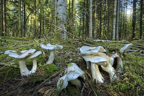Biosphoto | 2610162 | Dove-coloured tricholoma (Tricholoma columbetta), a good edible mushroom with a silky white cap, found locally in deciduous forests in Bugey, Ain, France. | &copy; Jean-Philippe Delobelle / Biosphoto
