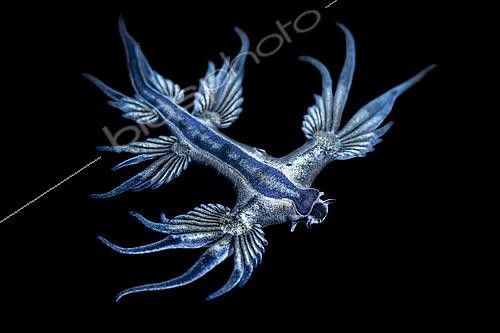 Biosphoto | 2454287 | Dragon bleu des mers (Glaucus atlanticus), Nudibranche pélagique, Tahiti, Polynesie Française | &copy; Fabien Michenet / Biosphoto