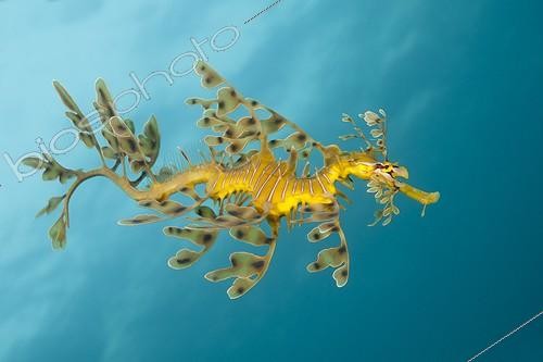 Biosphoto | 1623511 | Dragon de mer feuillu nageant Australie méridionale | &copy; Fabien Michenet / Biosphoto