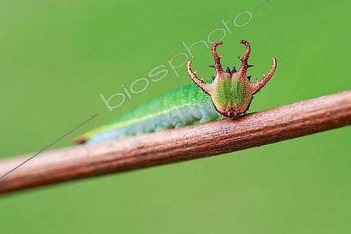 Biosphoto | 2391991 | Dragon-like head of Nawab butterfly's caterpillar (Polyura sp) | &copy; Husni Che Ngah / Biosphoto