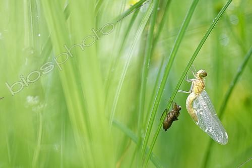 Biosphoto | 2128512 | Dragonfly (Odonata sp) during the emergence, Prairies du Fouzon, Loir et Cher, France | &copy; Bruno Guénard / Biosphoto