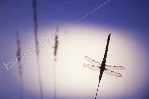 Biosphoto | 1136664 | Dragonfly on the lunar sky in Doubs Valley France  | &copy; Florent Cardinaux  / Biosphoto