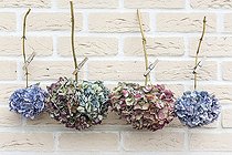 Biosphoto | 2132528 | Dried Hydrangea flowers hanging on a rope in summer, Pas de Calais, France | &copy; Yann Avril / Biosphoto