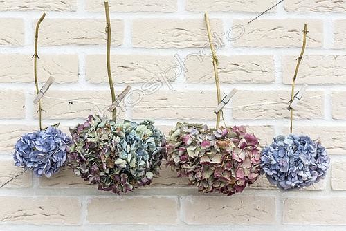 Biosphoto | 2132528 | Dried Hydrangea flowers hanging on a rope in summer, Pas de Calais, France | &copy; Yann Avril / Biosphoto