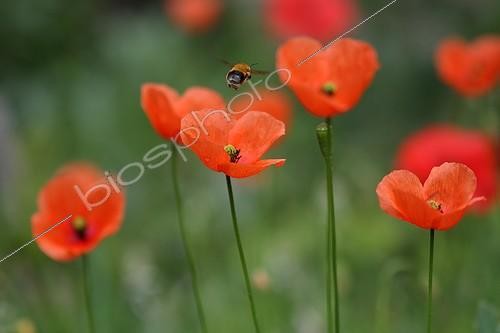 Biosphoto | 1113451 | Drone flying over fields of poppies Var France | &copy; Pascal Pittorino / Biosphoto