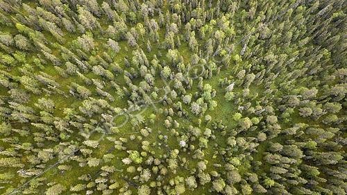 Biosphoto | 2552273 | Drone shot, boreal, arctic conifers, forest, moss, wetland, salla, Lappi, Finland, Finland, Europe | &copy; Gerhard Zwerger-Schoner / imageBROKER / Biosphoto
