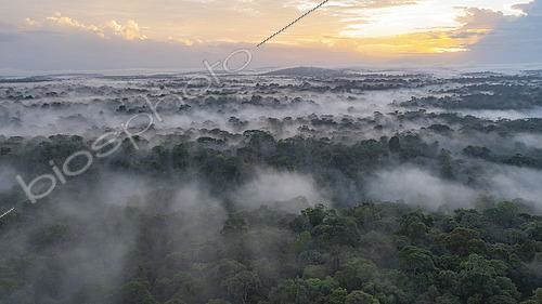 Biosphoto | 2564619 | Drone view of a misty forest, Amazon, Régina, French Guiana | &copy; Vincent Premel / Biosphoto