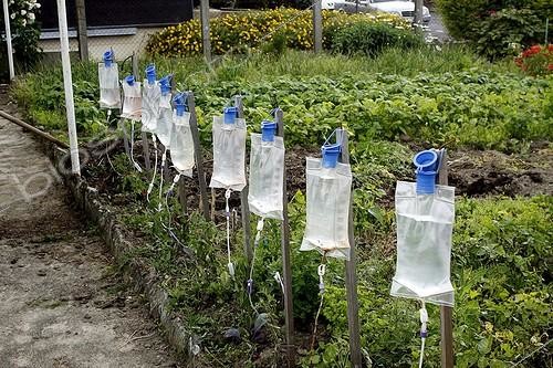 Biosphoto | 1715604 | Drop-by-drop for watering tomatoes France ; Infusion bags reused for watering tomato plants   | &copy; Jean-Luc & Françoise Ziegler / Biosphoto